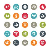 Human body and internal organ related vector icons Ringico series