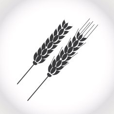 Isolated wheat icon on white background Vector illustration
