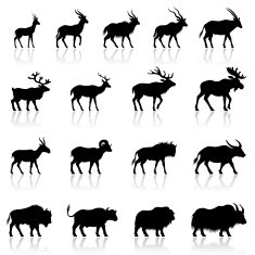 Set of Horned Animal Silhouettes