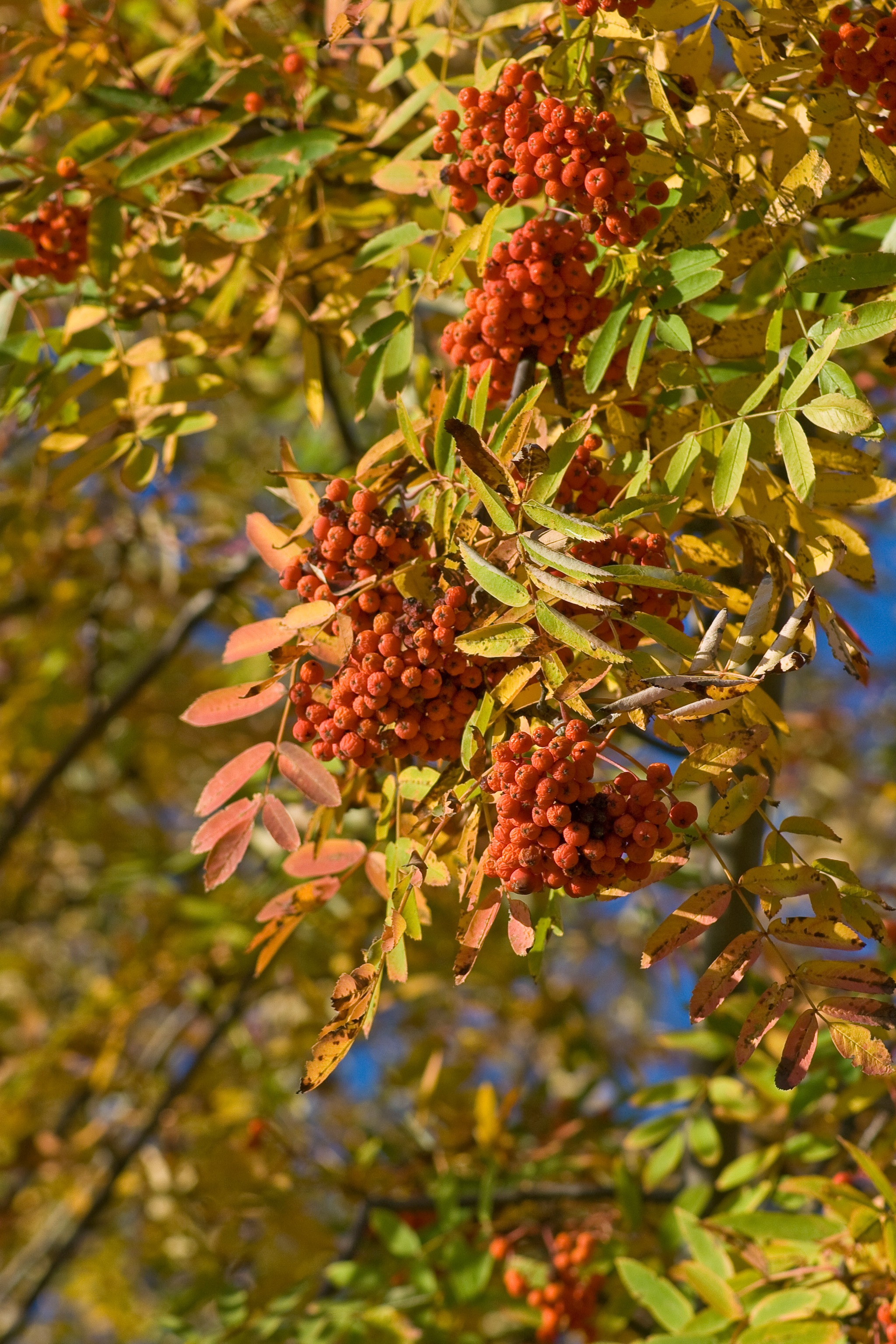 Berries of autumn mountain ash closeup free image download