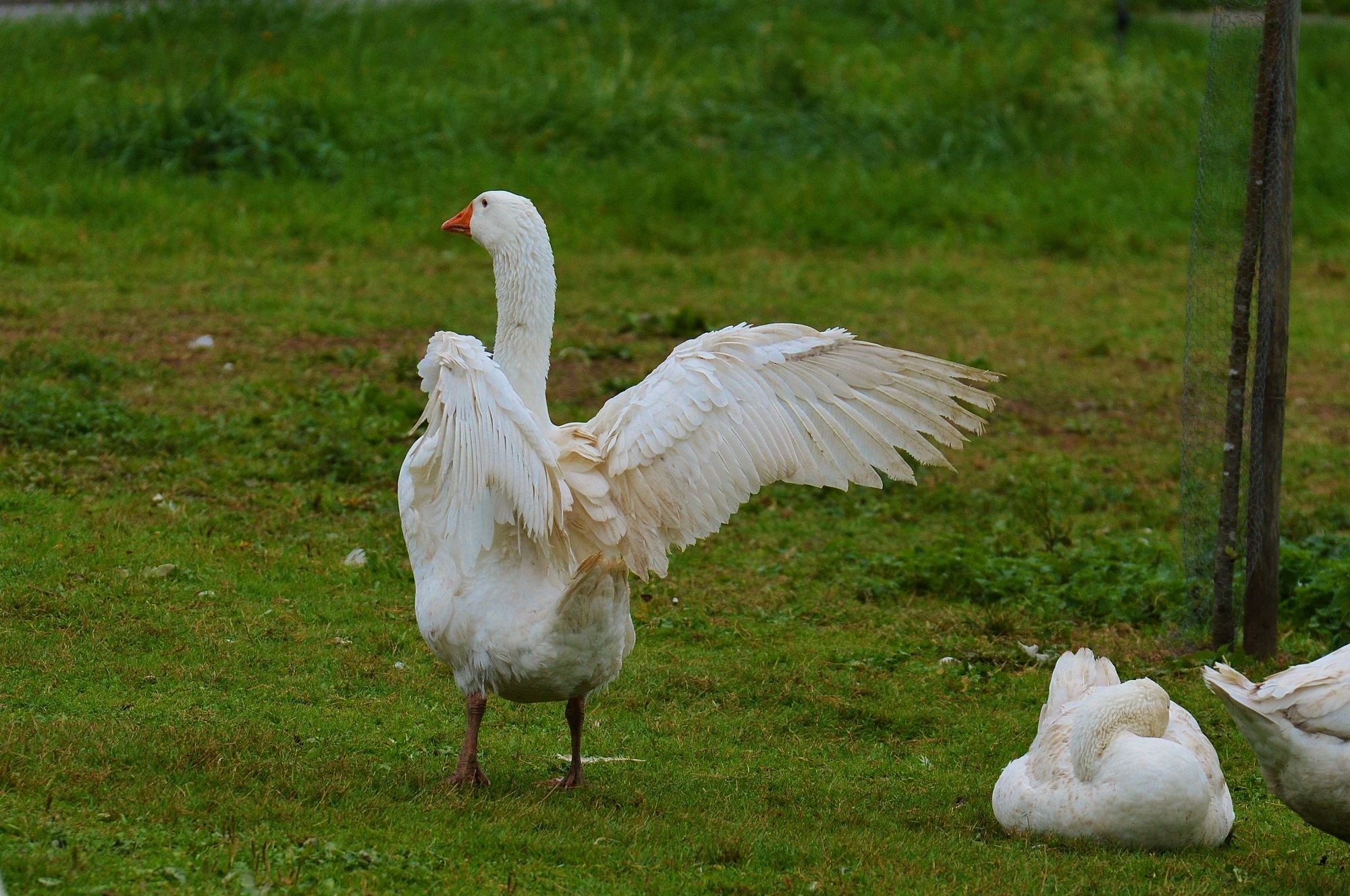 White cute goose wings free image download