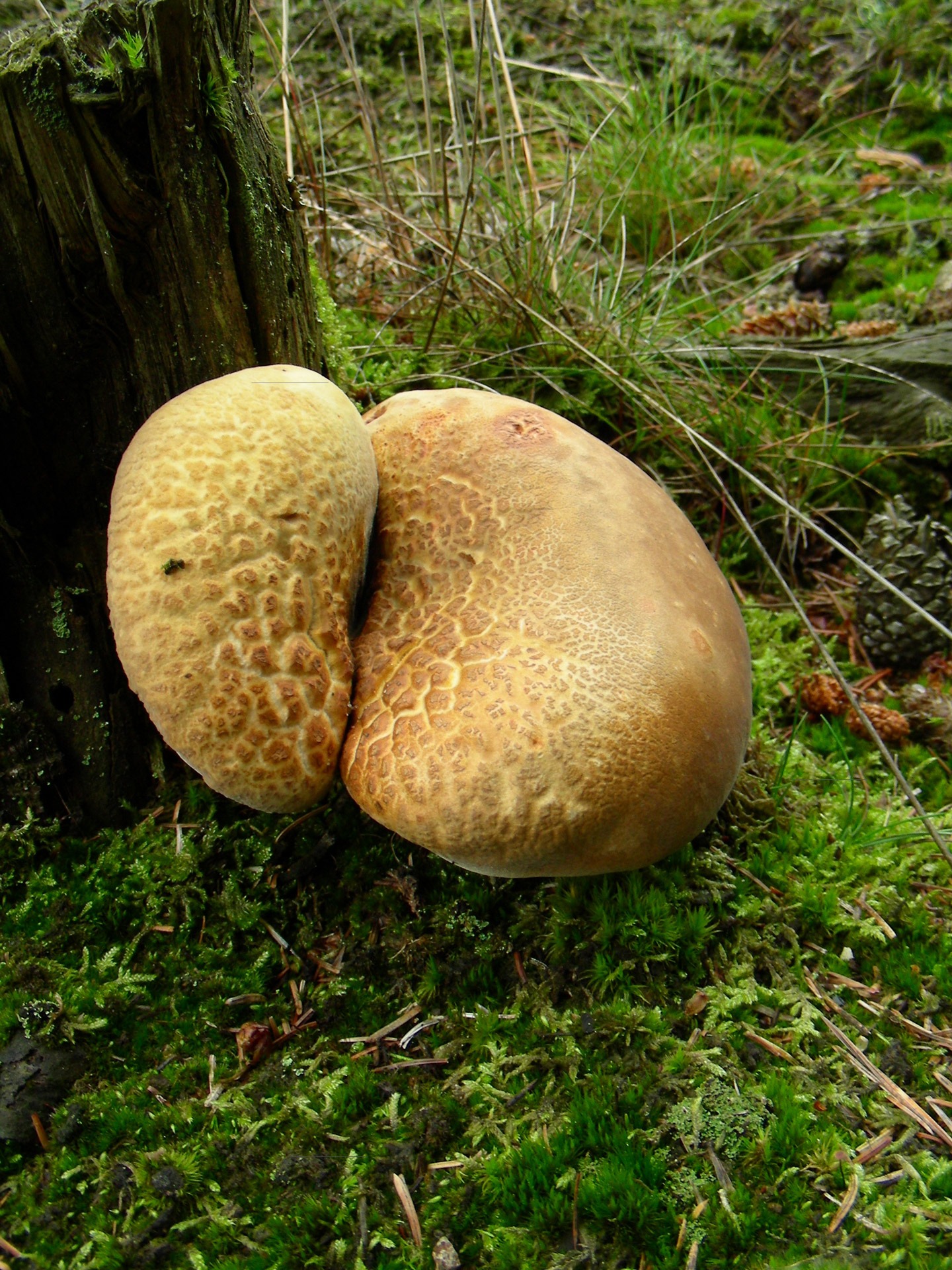 Мясистые грибы