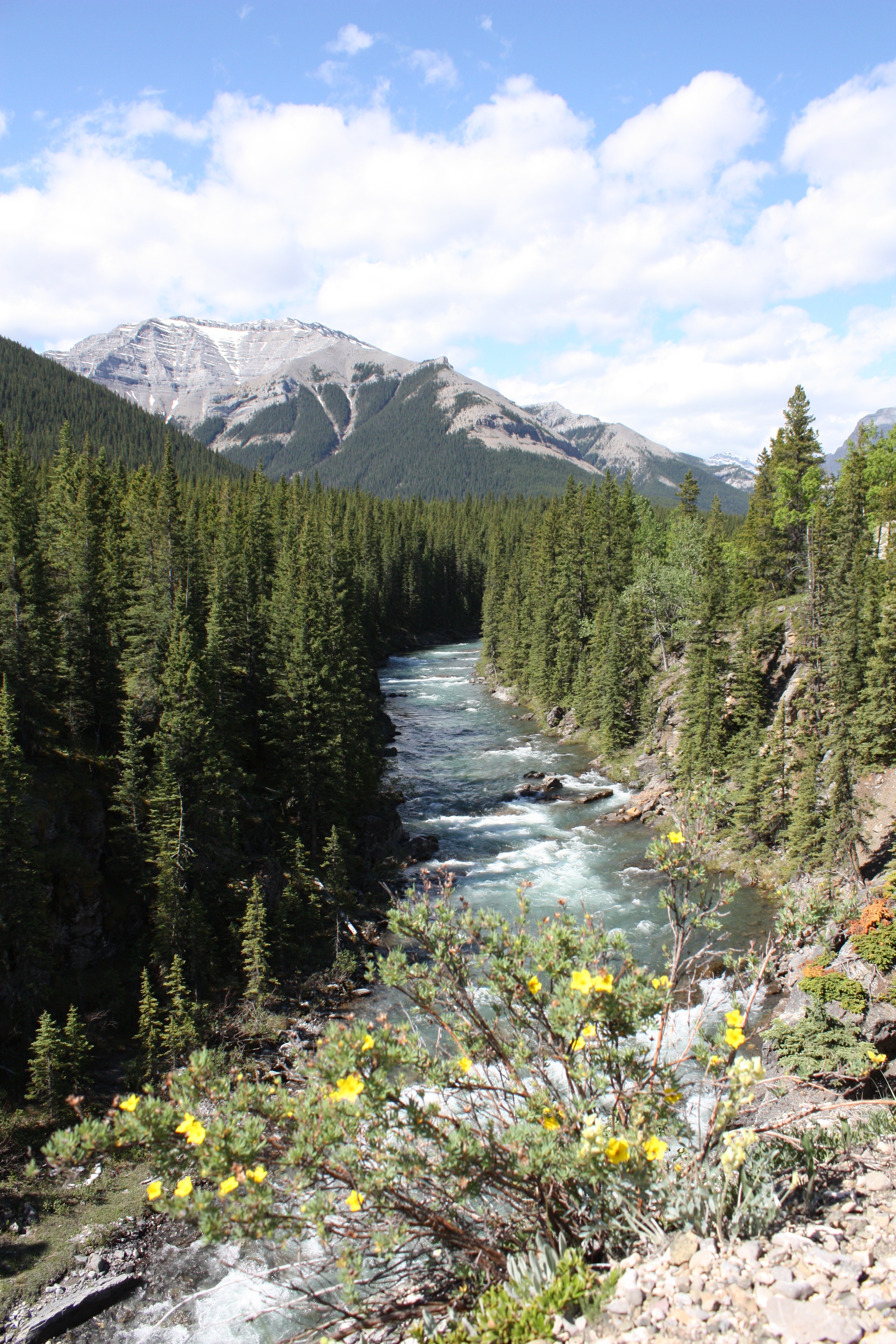 Канада леса фото Forest trail in canada free image download