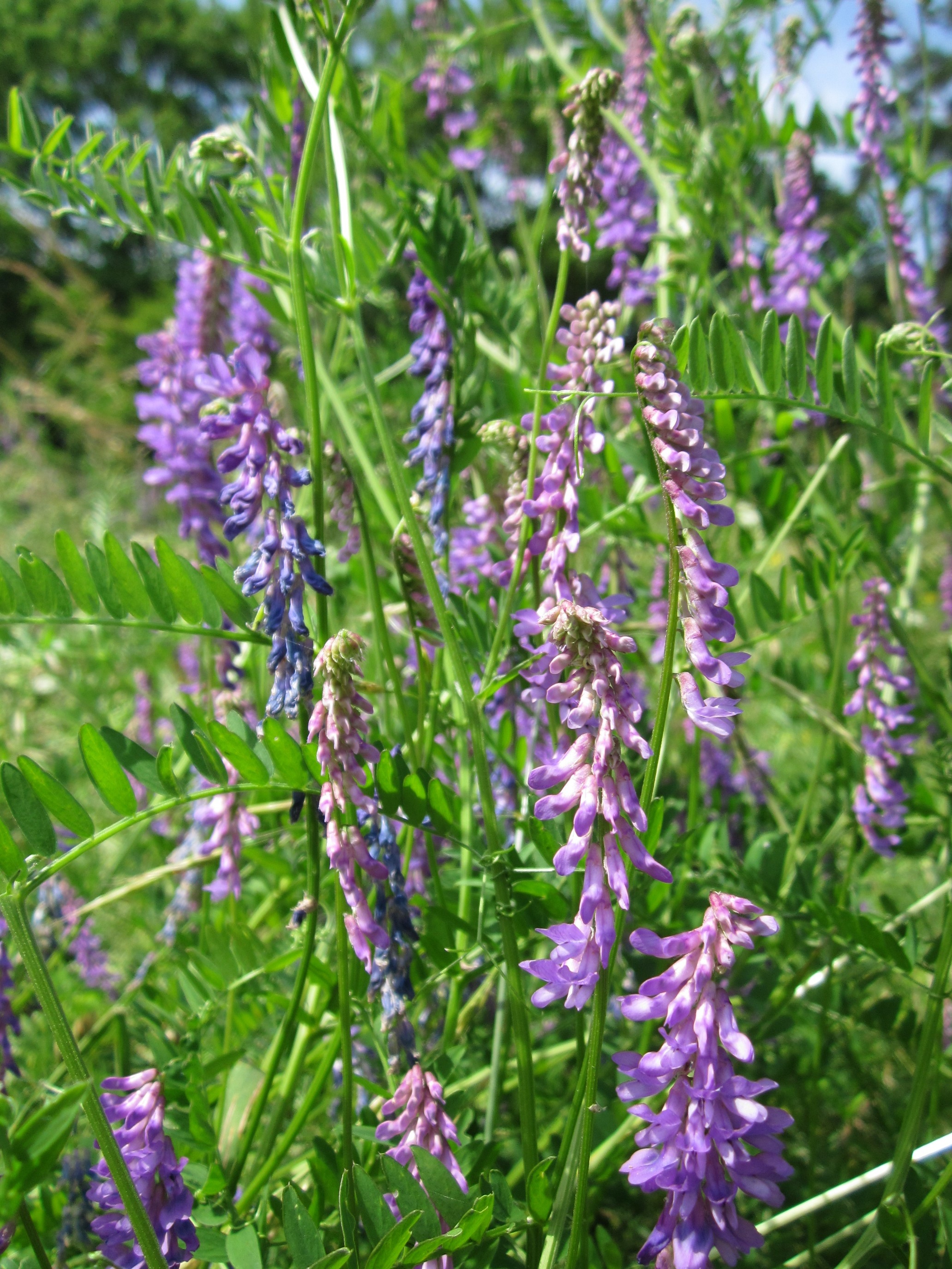 Vicia Villosa Or Hairy Vetch Free Image Download