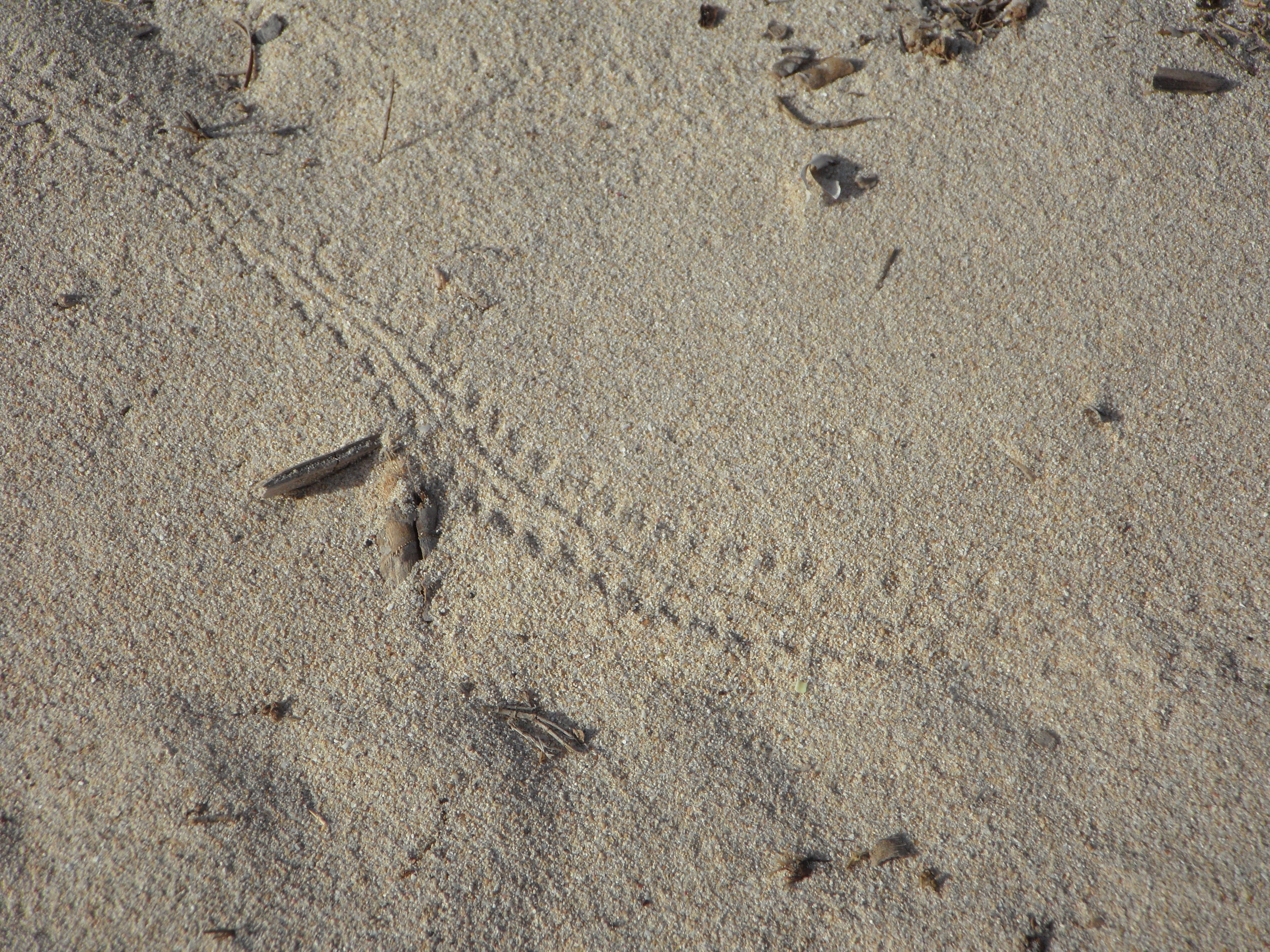 След змеи на песке