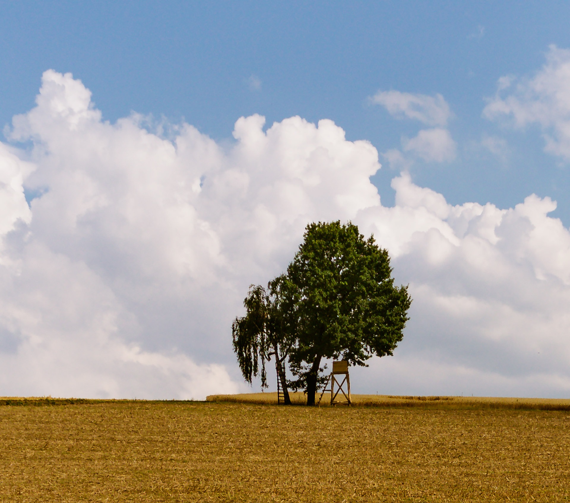 Одинокое дерево в поле