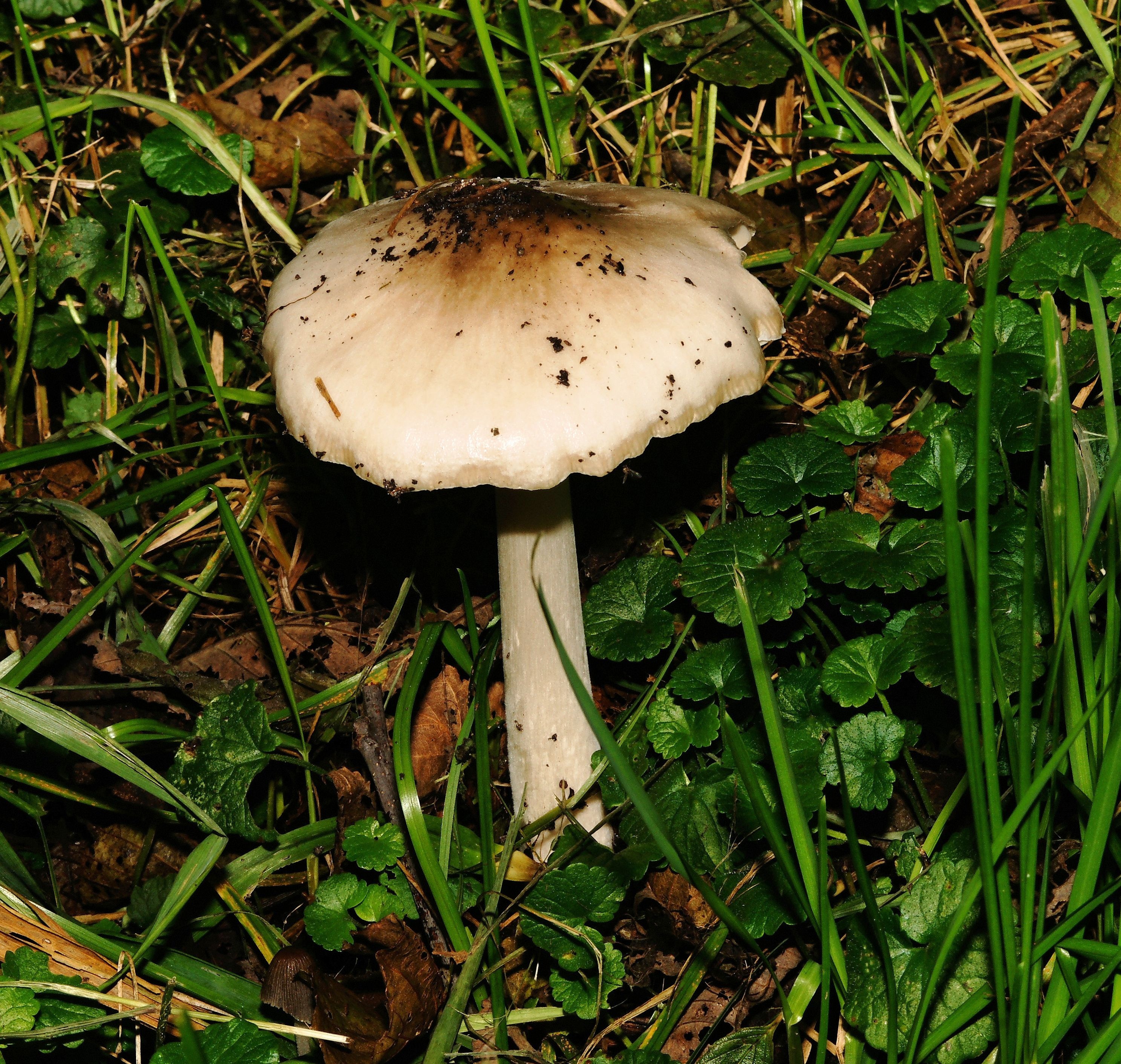 Какие грибы похожи на поганки
