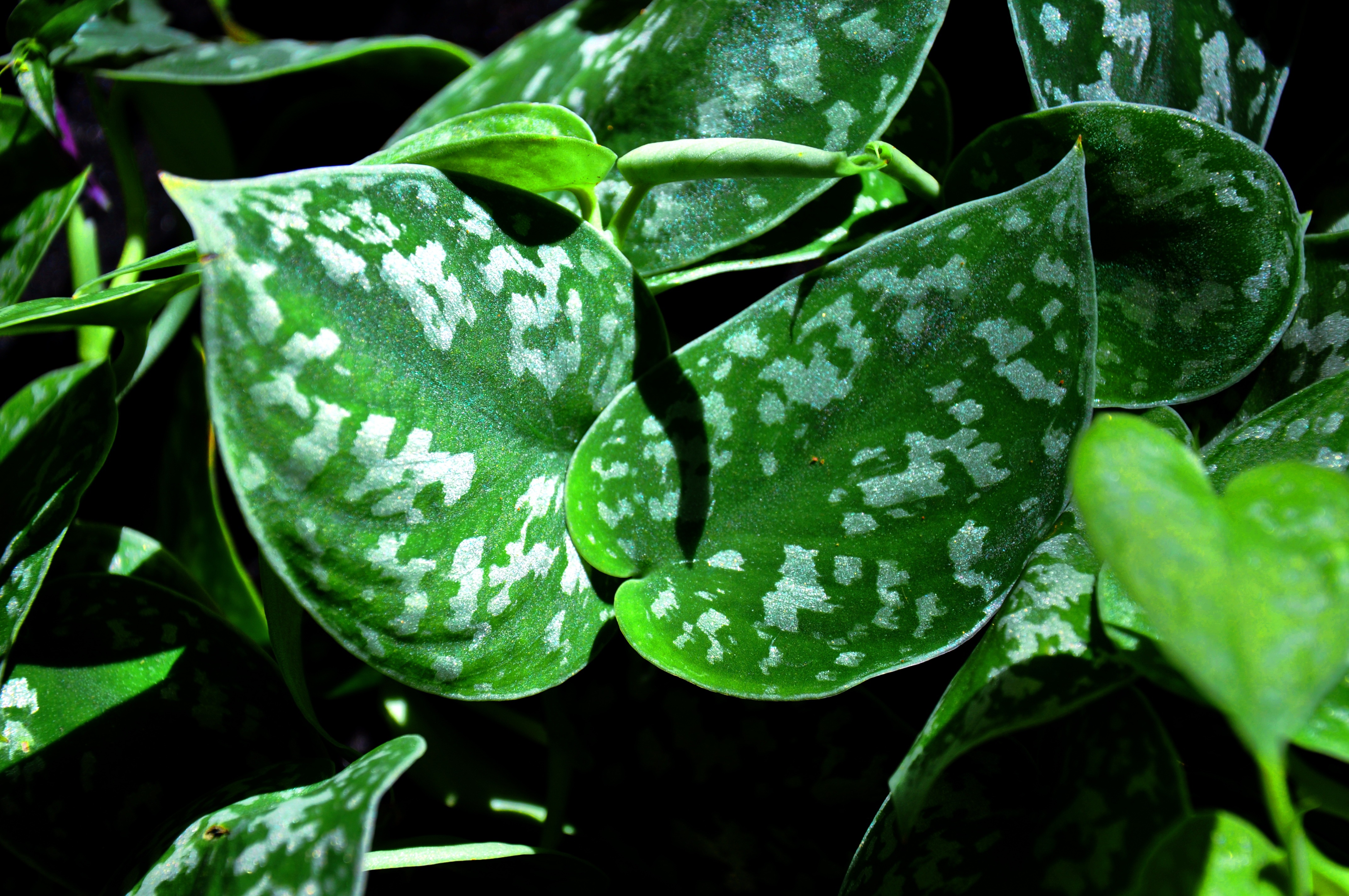 Green spotted leaves free image