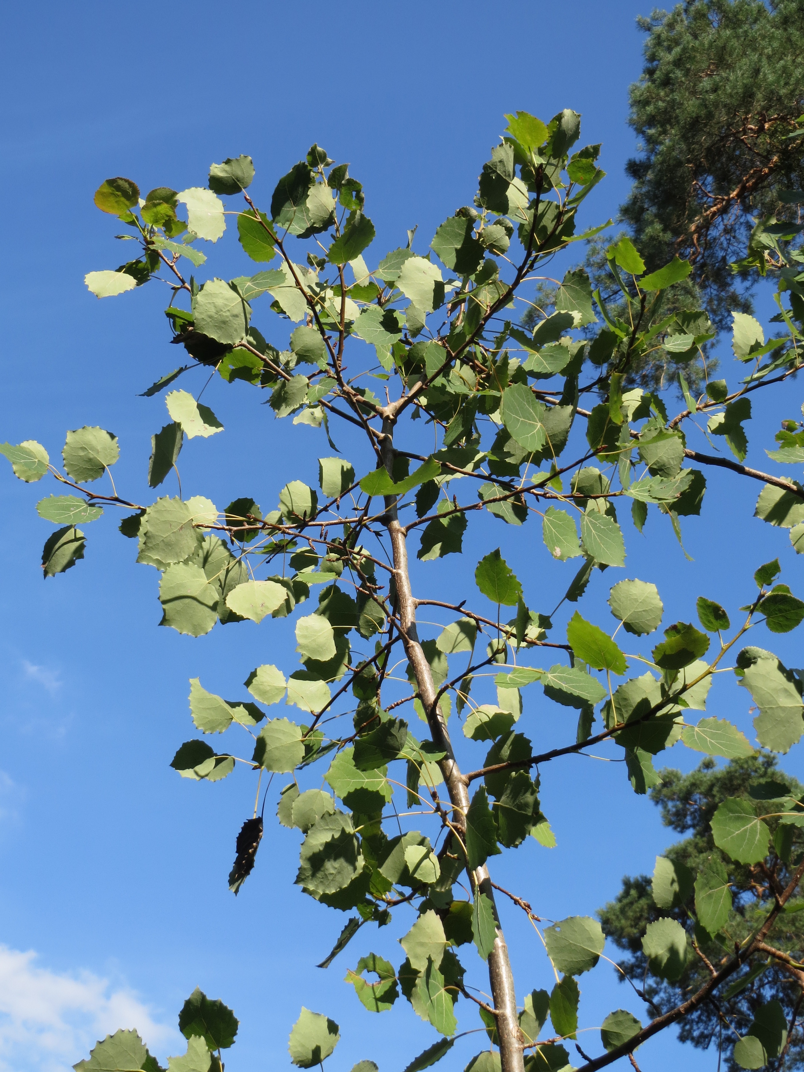 Дерево осина весной. Осина обыкновенная (Pópulus trémula). Тополь дрожащий осина. Осина (Populus tremula). Тополь дрожащий (Populus tremula).