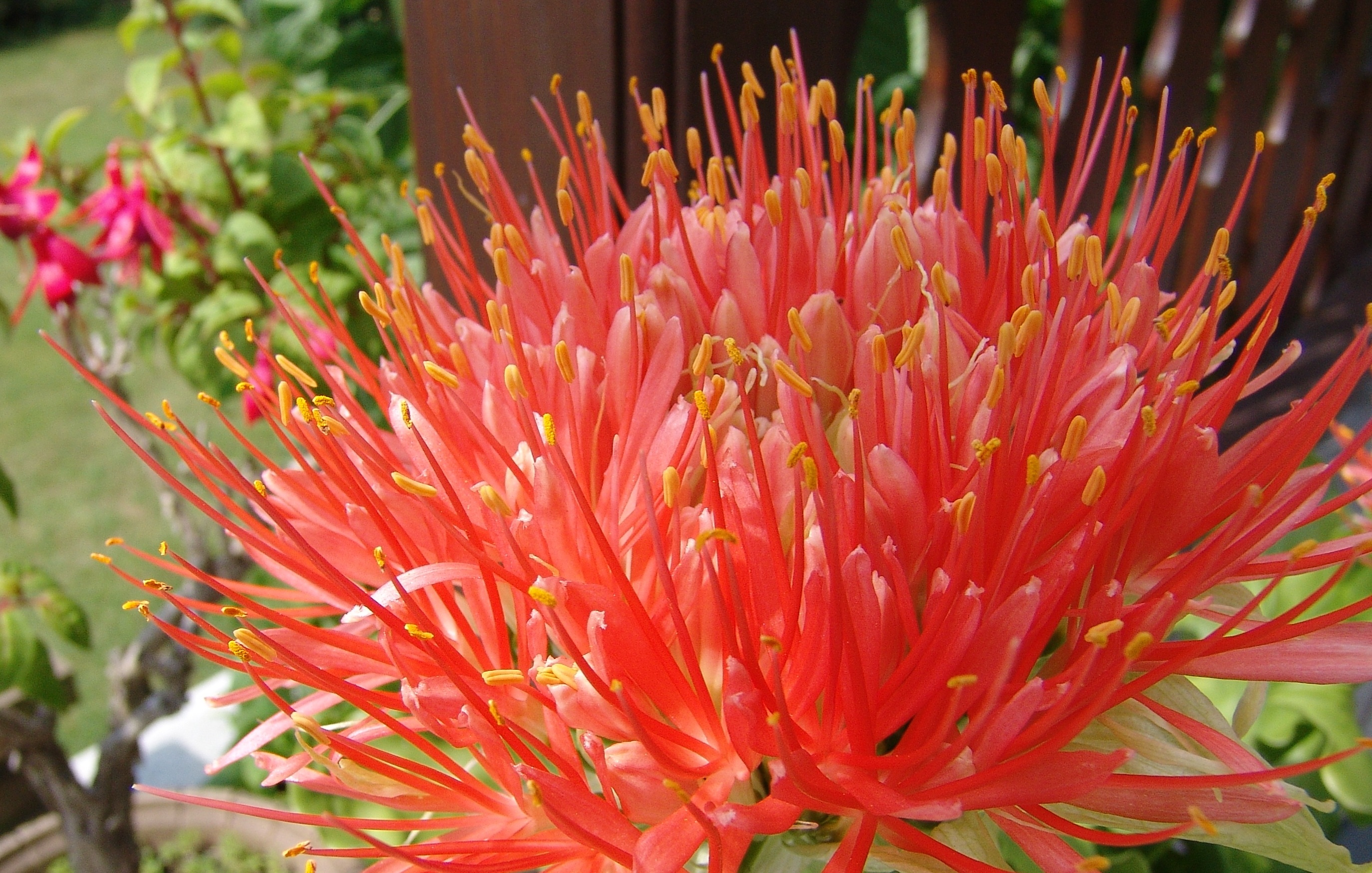 Red flower with pollen free image download