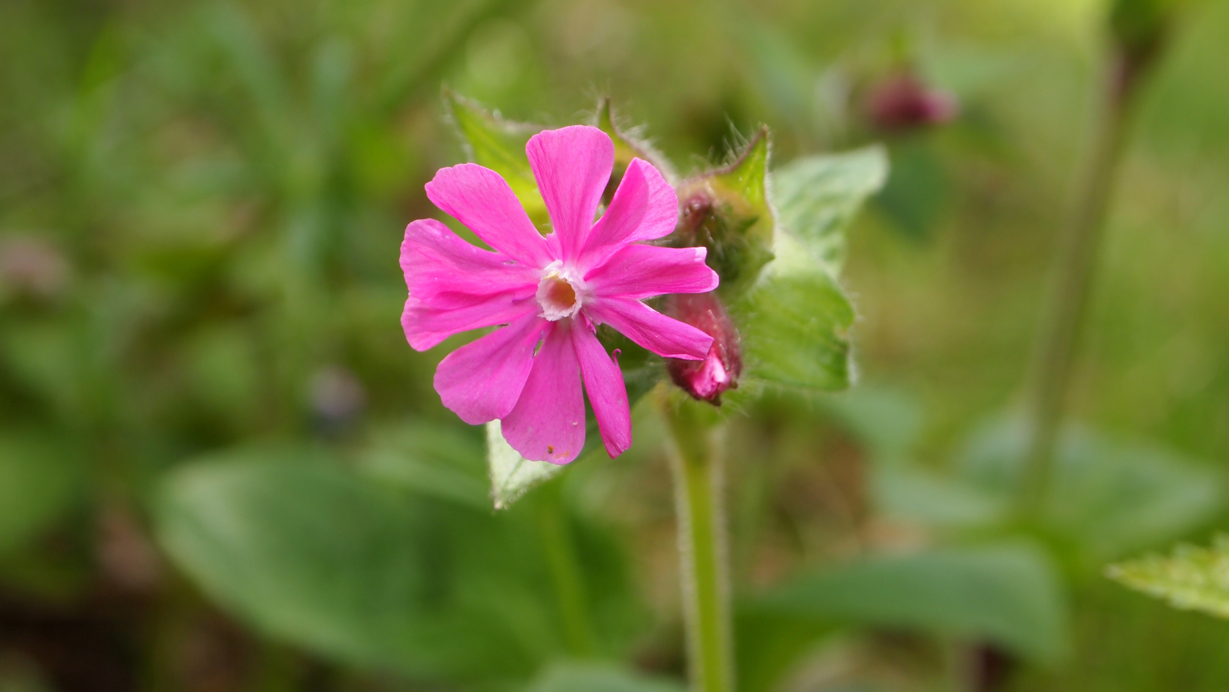 Red campion, blooming plant closeup free image download