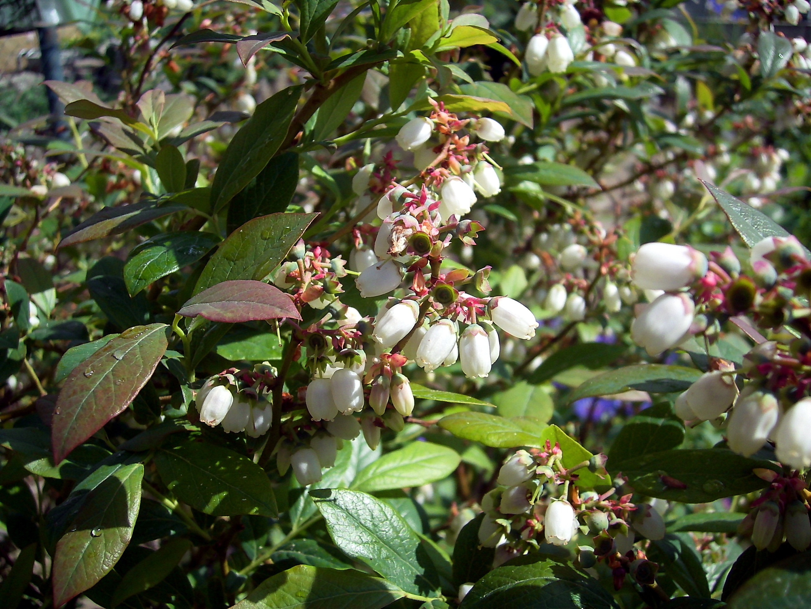 White bush flowers free image download