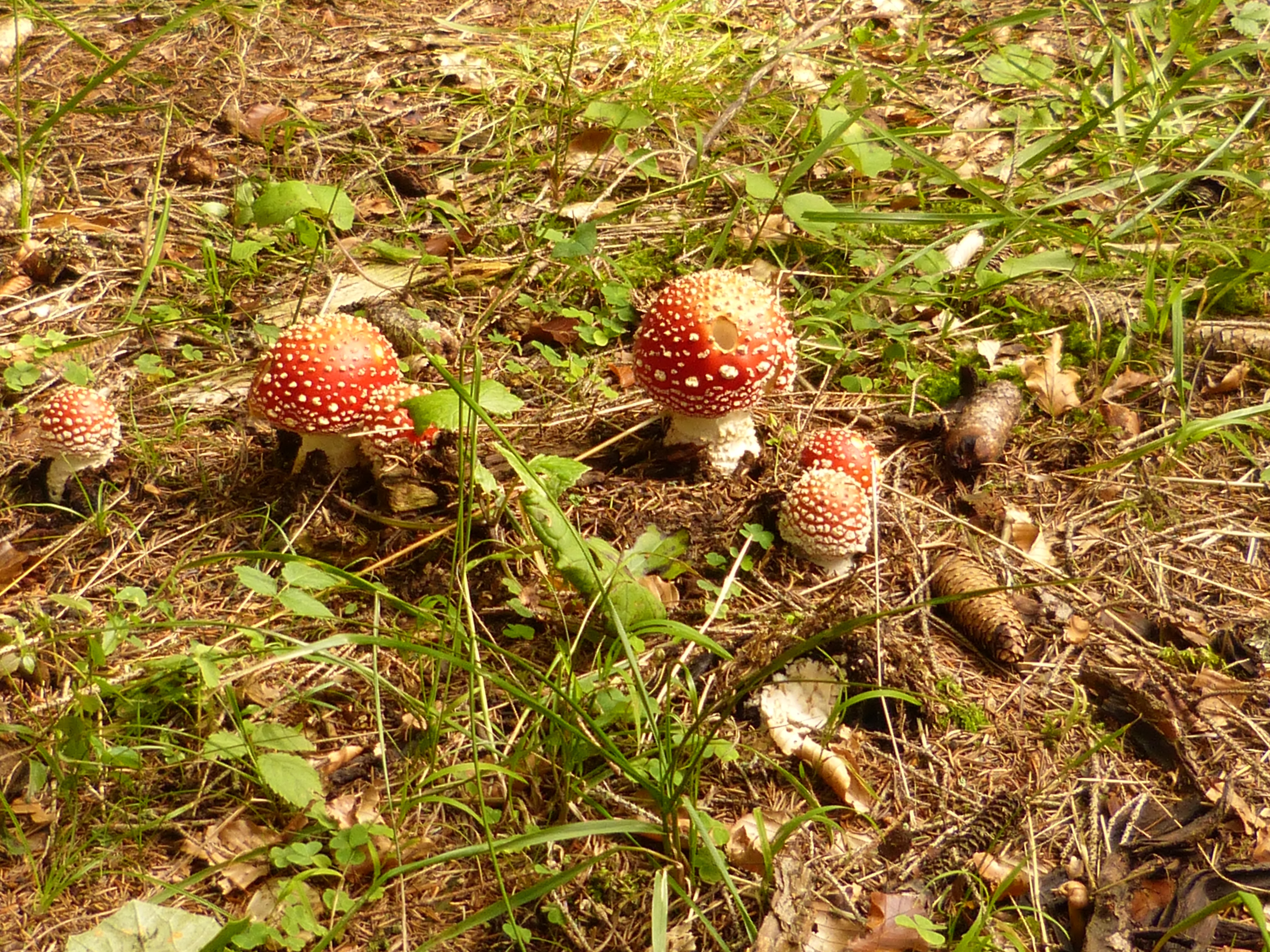 Ядовитые грибы Владимирской области