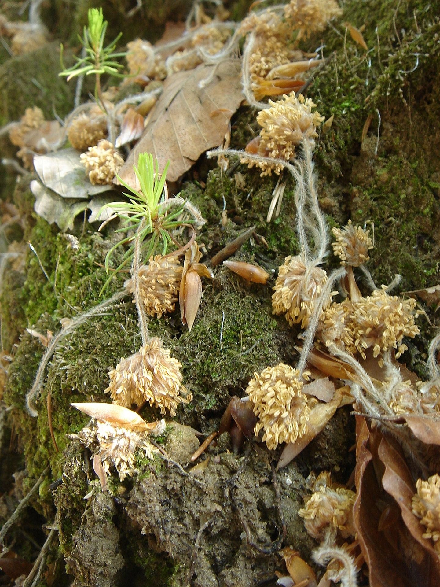 Close-up forest vegetation free image download