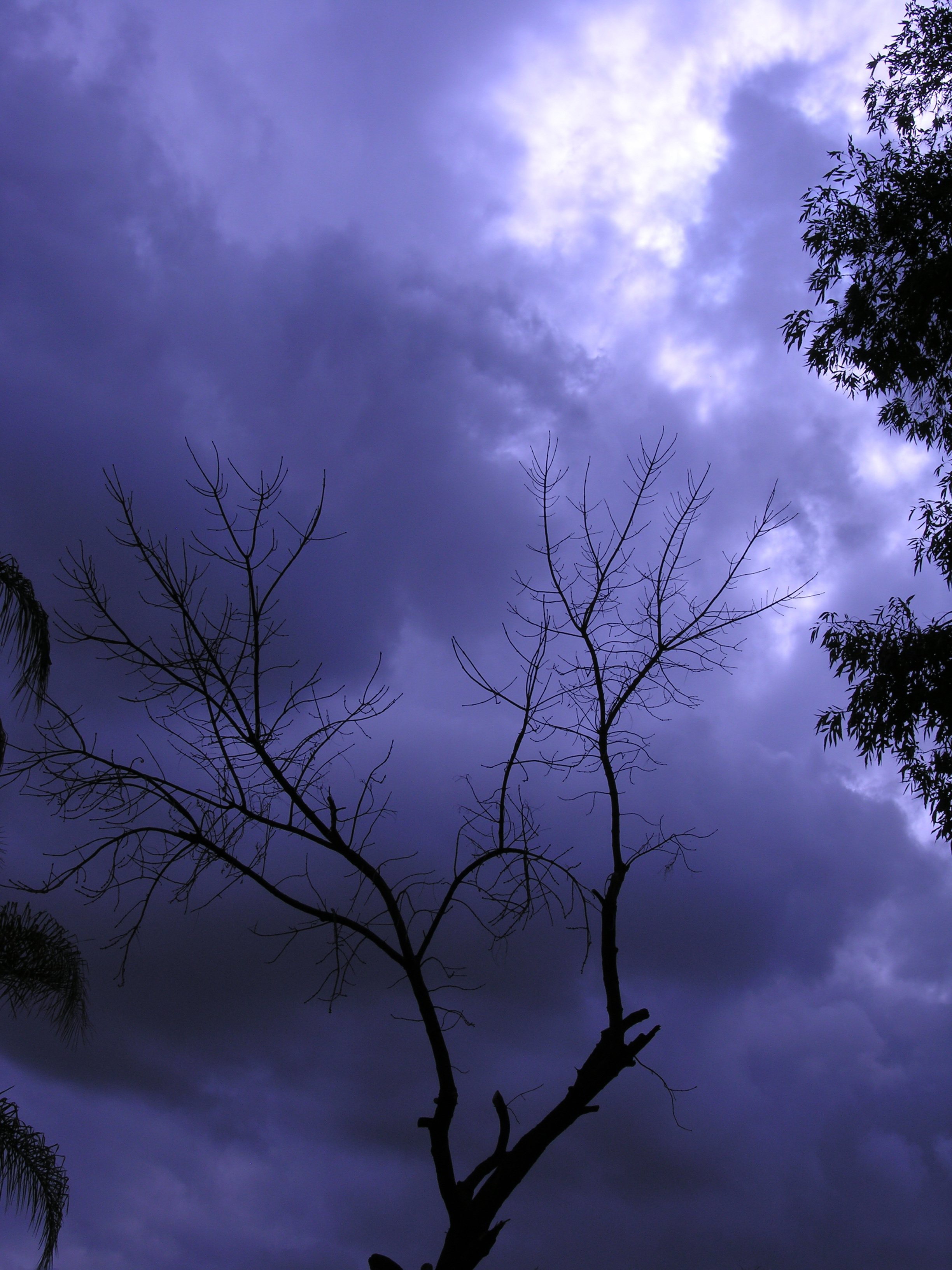 Tree Against The Backdrop Of A Gloomy Sky Free Image Download