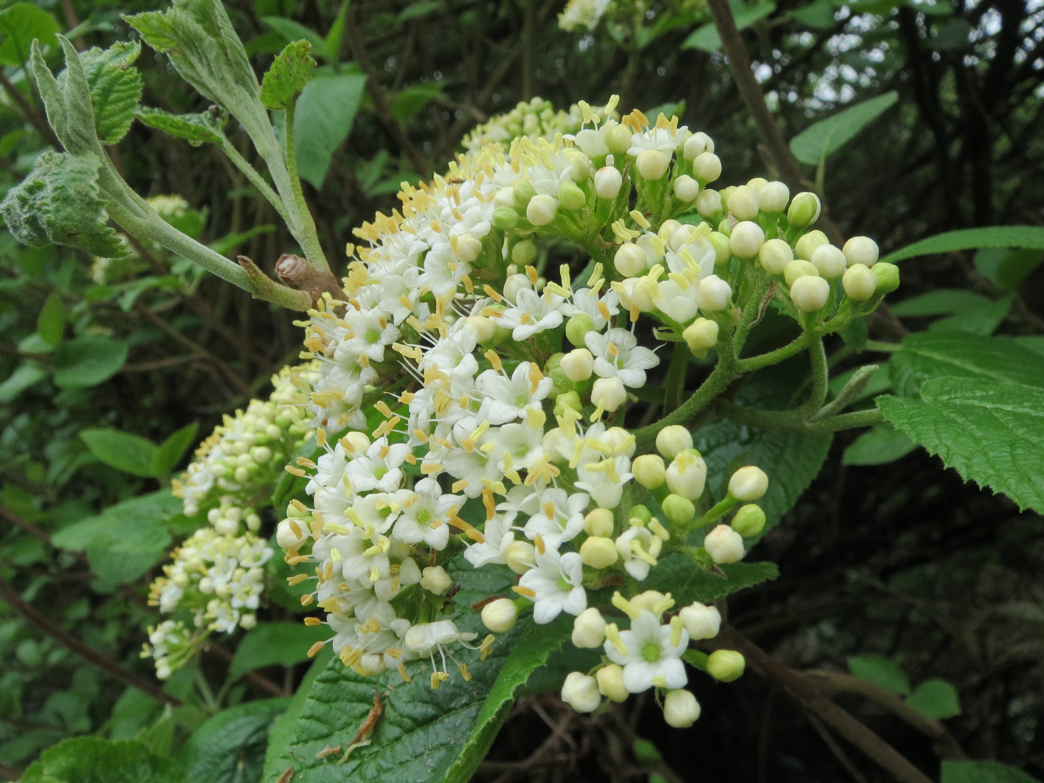 Калина вибурнум. Калина гордовина Viburnum Lantana. Калина бульденеж соцветие. Калина вибурнум цветение. Калина вибурнум. Калина гордовина Viburnum Lantana. Калина бульденеж соцветие. Калина вибурнум цветение.