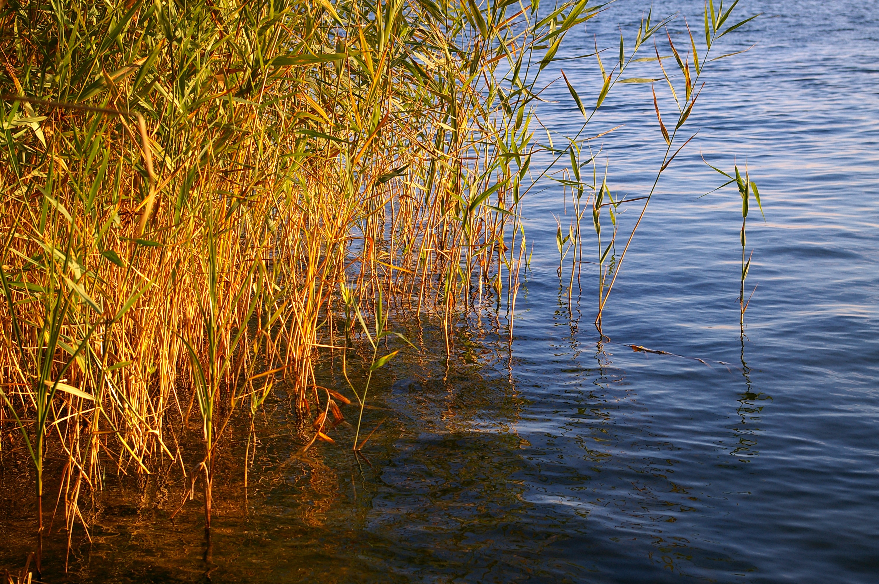 Водоросли Веточки И Листики На Озере Фото