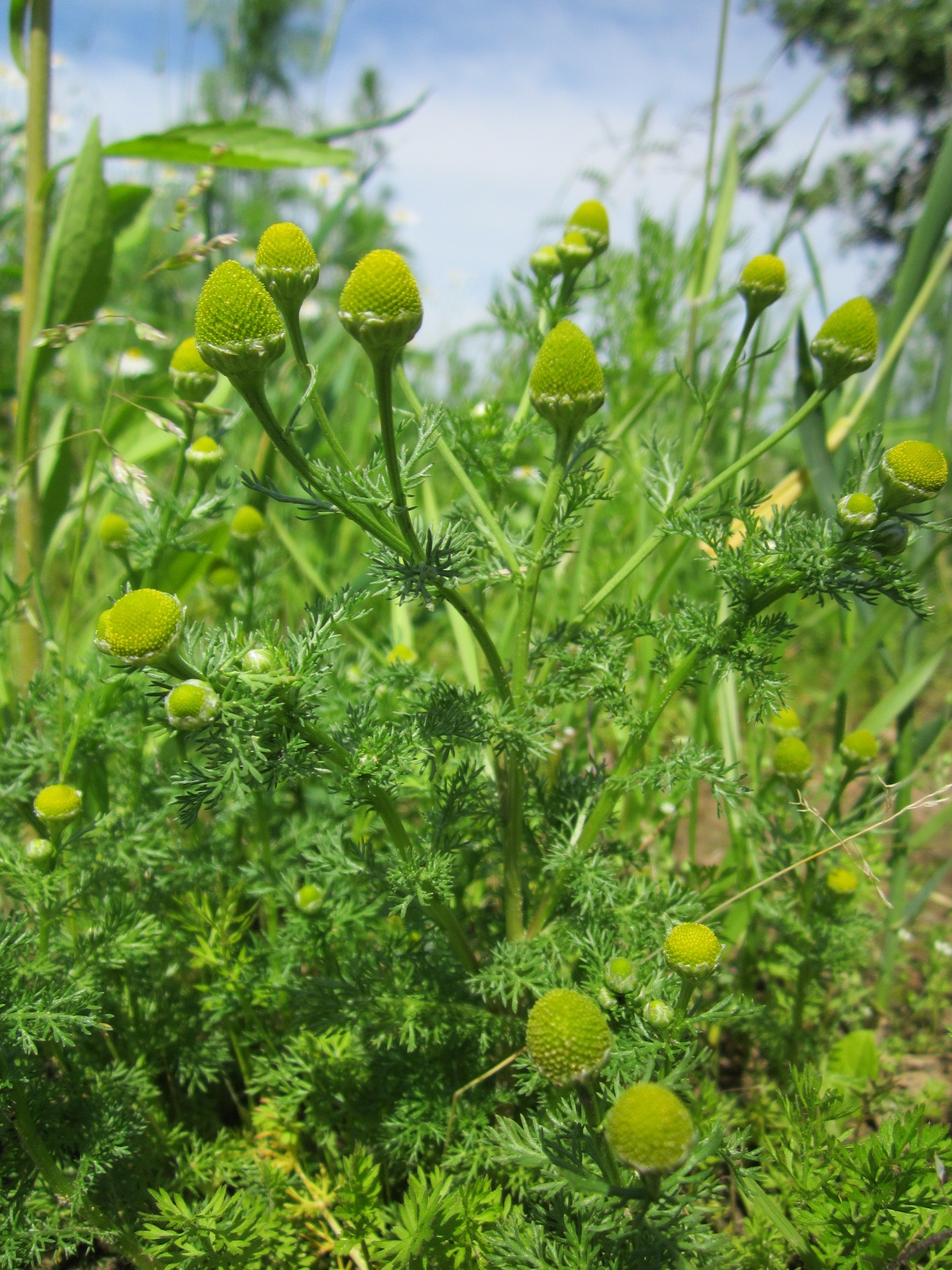 Matricaria discoidea in summer free image download