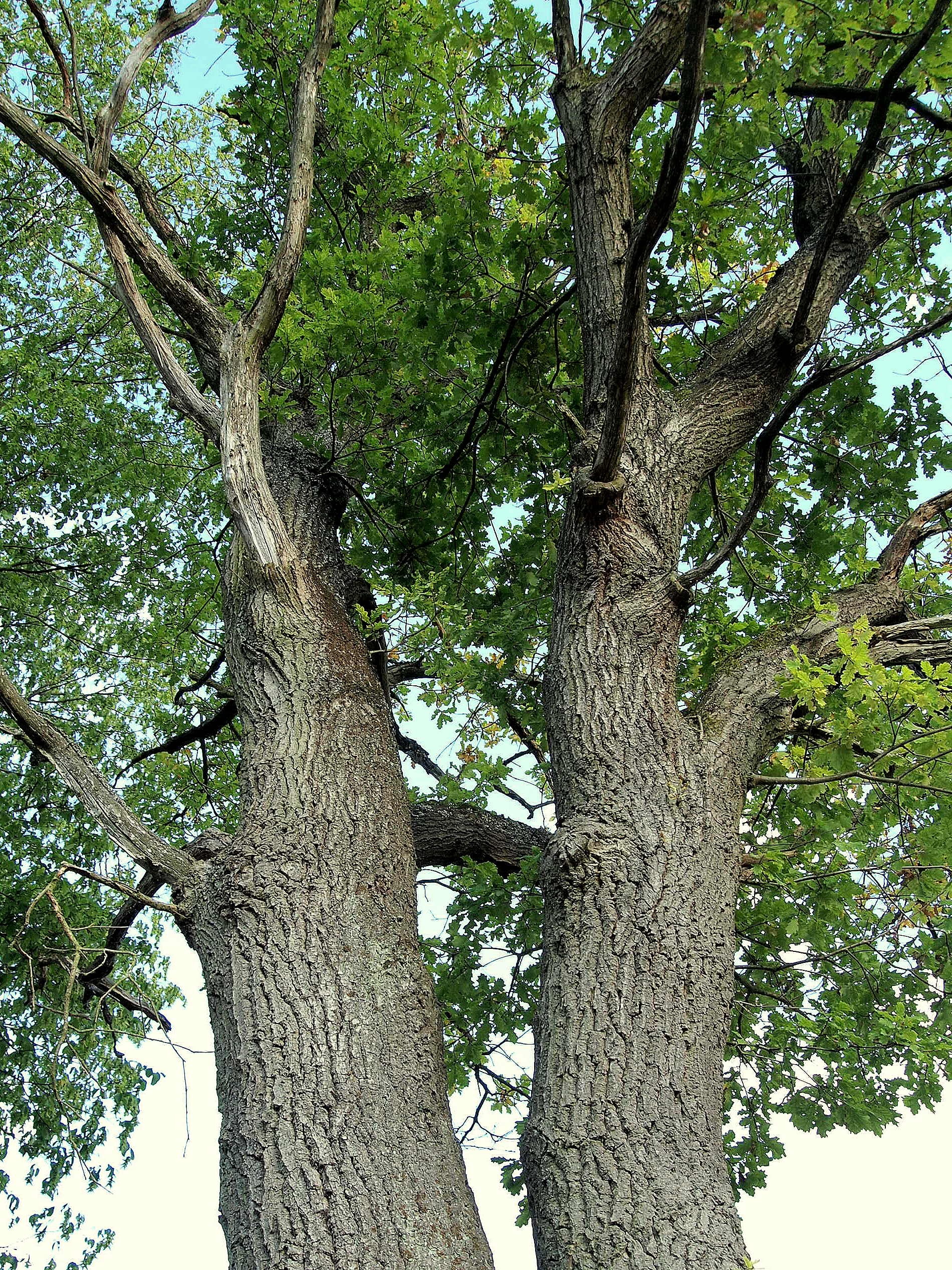 Дуб черешчатый дерево ствол