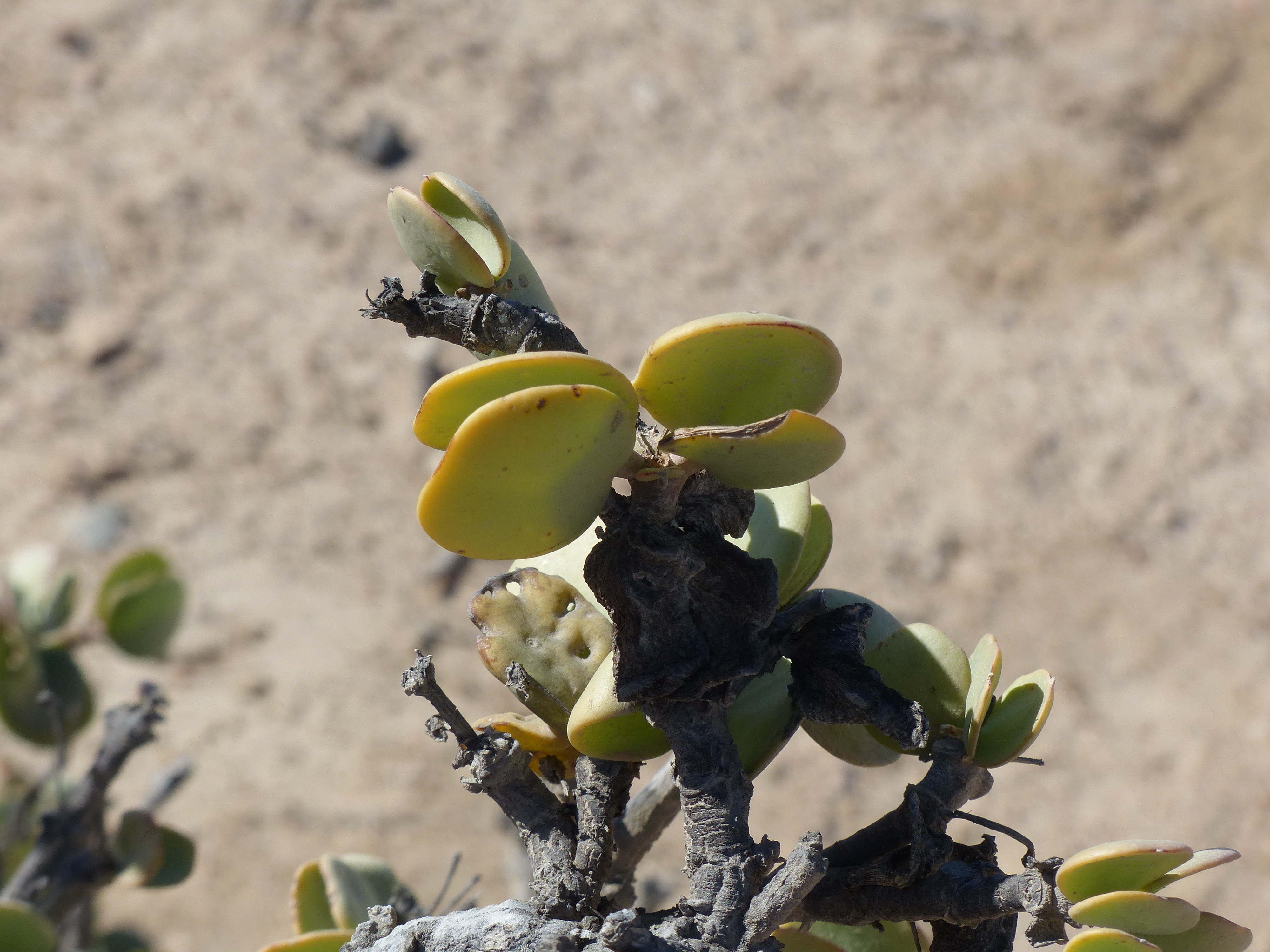 Хризоцефалум Chrysocephalum Desert Gold