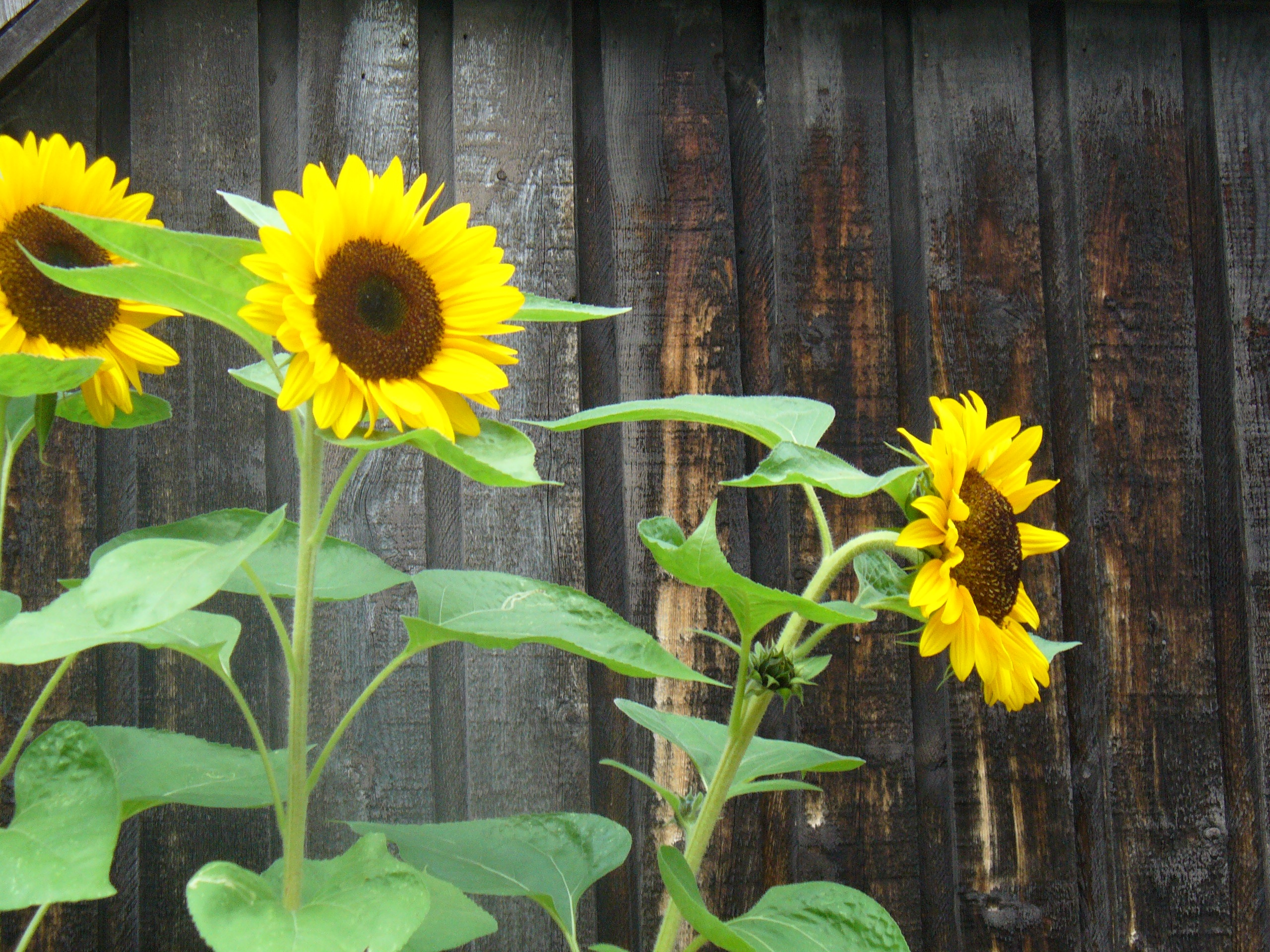 Garden Sunflowers And Wooden Fence Free Image Download   298258 