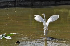 white bird in the pond