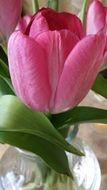 pink tulip flower in vase