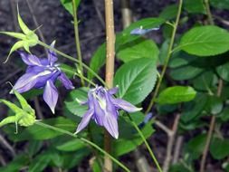 Beautiful, blooming, purple flowers near the green leaves in the garden