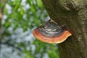 mushroom on the tree