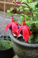 Two flowers of fuchsia
