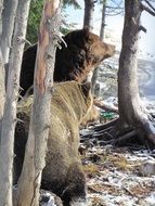 a bear in the grouse mountain Canada