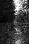 forest after rain