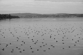 ducks rest in lake black white photo
