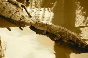 Photo of the alligator on the shore in Florida with sepia effect