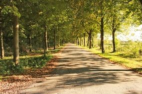 idyllic avenue in a forest