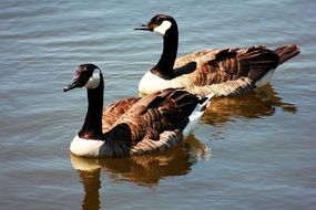 two wild swimming geese