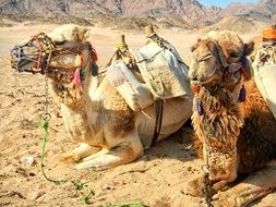 Camels in Egypt in summer