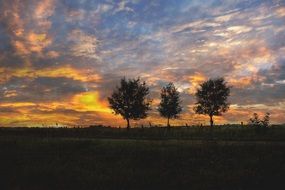 trio trees sunrise