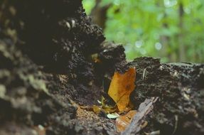 autumn leaves on the ground close up