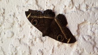 moth insect on the wall