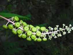 branch with green buds on a dark background