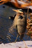 photo of a bearded heron on a snowy shore