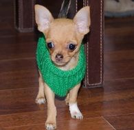 chichuahua like a home puppy