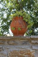 potted plants in vase on stone wall, greece