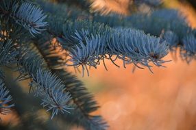 Blue needles fir tree branches