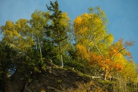 Autumn trees on the hill