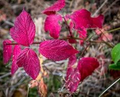 bright pink autumn foliage on a branch