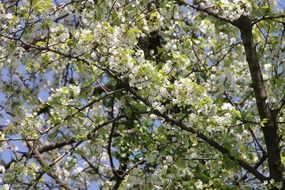 cherry blossom under the rays of the spring sun