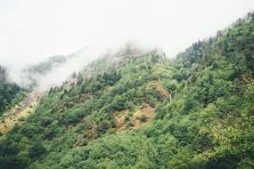green forest on the hill