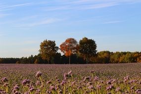 purple phacelia on the field on a sunny day